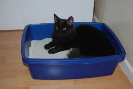 best cat litter box
