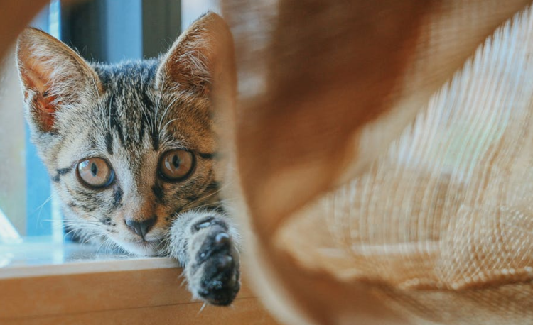 right cat liter box to buy