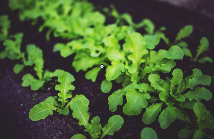 green veggies planted on the ground