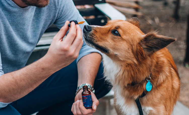 giving dog CBD